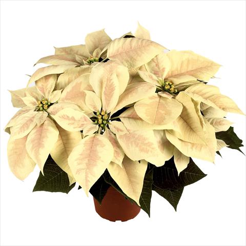 foto van een variëteit aan bloemen, te gebruiken als: Pot Poinsettia - Euphorbia pulcherrima RED FOX Premium Marble