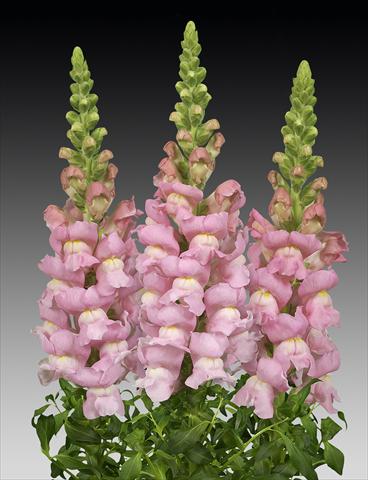 foto van een variëteit aan bloemen, te gebruiken als: Pot - en perkplant Antirrhinum majus Costa Light Rose