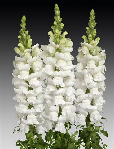 foto van een variëteit aan bloemen, te gebruiken als: Pot - en perkplant Antirrhinum majus Costa Midly White