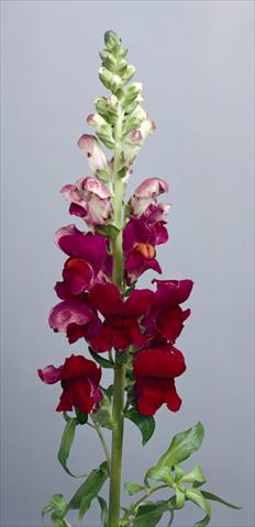 foto van een variëteit aan bloemen, te gebruiken als: Pot - en perkplant Antirrhinum majus Costa Summer Velvet