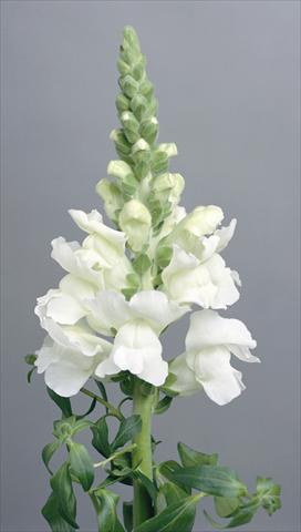 foto van een variëteit aan bloemen, te gebruiken als: Pot - en perkplant Antirrhinum majus Costa White