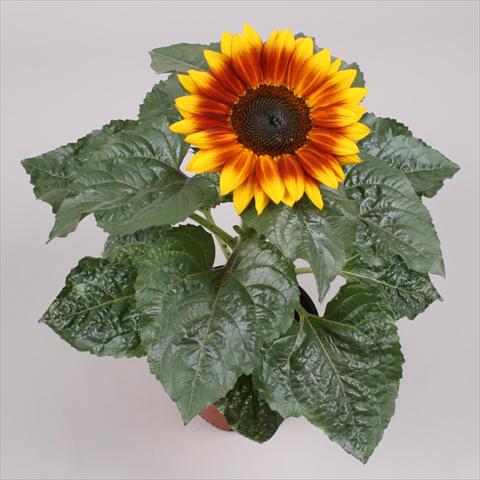 foto van een variëteit aan bloemen, te gebruiken als: Pot - en perkplant Helianthus annuus Sunsation Flame Exp