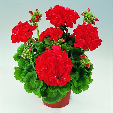 foto van een variëteit aan bloemen, te gebruiken als: Pot Pelargonium zonale RED FOX Green Series Aida