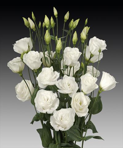 photo of flower to be used as: Cutflower Lisianthus (Eustoma rusellianum) Cessna White Improved