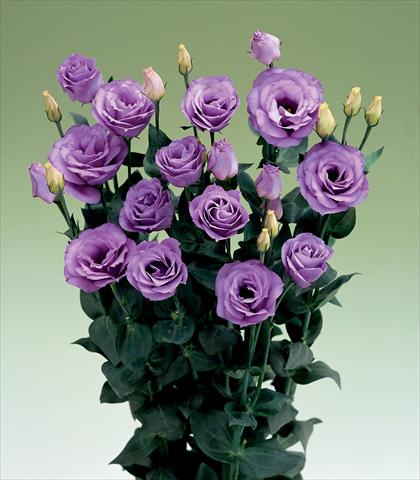 foto van een variëteit aan bloemen, te gebruiken als: Snijbloemen Lisianthus (Eustoma rusellianum) Croma Lavender