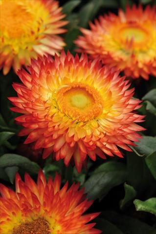 foto van een variëteit aan bloemen, te gebruiken als: Pot - en perkplant Bracteantha bracteatum Dreamtime™ Jumbo Red Ember