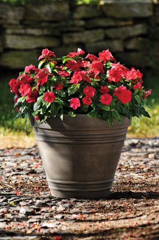 foto van een variëteit aan bloemen, te gebruiken als: Pot - en perkplant Catharanthus roseus - Vinca Titan F1 Red Dark