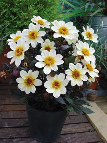 foto van een variëteit aan bloemen, te gebruiken als: Pot - en perkplant Dahlia Happy Days Cream