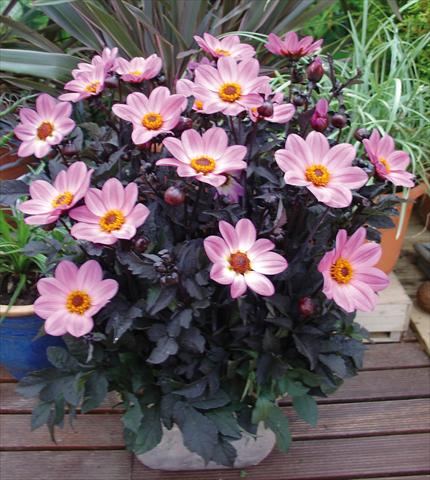 foto van een variëteit aan bloemen, te gebruiken als: Pot - en perkplant Dahlia Happy Days Pink