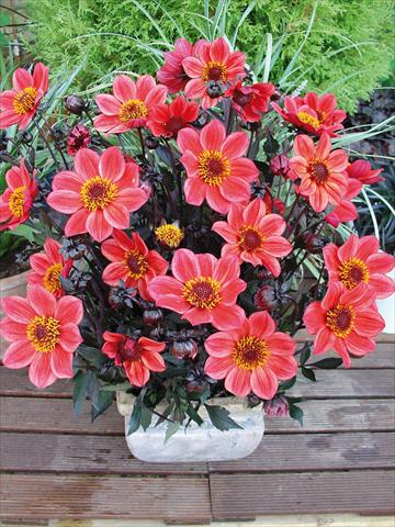 foto van een variëteit aan bloemen, te gebruiken als: Pot - en perkplant Dahlia Happy Days Red