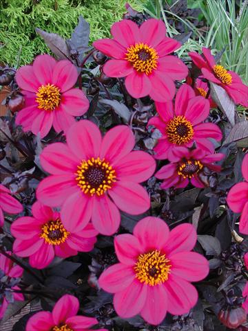 foto van een variëteit aan bloemen, te gebruiken als: Pot - en perkplant Dahlia Happy Days Rose