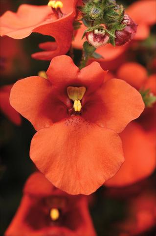 foto van een variëteit aan bloemen, te gebruiken als: Pot - en perkplant Diascia Juliet™ Orange