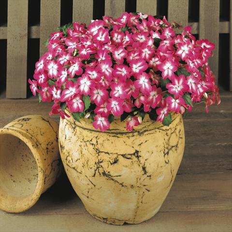 foto van een variëteit aan bloemen, te gebruiken als: Pot - en perkplant Impatiens walleriana Dezire™ Starburst Rose