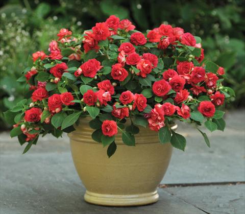 foto van een variëteit aan bloemen, te gebruiken als: Pot - en perkplant Impatiens walleriana Fiesta™ Sunrise Red