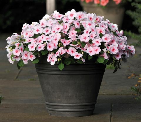 foto van een variëteit aan bloemen, te gebruiken als: Pot - en perkplant Impatiens walleriana Impreza™ F1 Cherry Splash