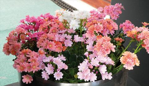foto van een variëteit aan bloemen, te gebruiken als: Pot - en perkplant Lewisia cotyledon Regenbogen