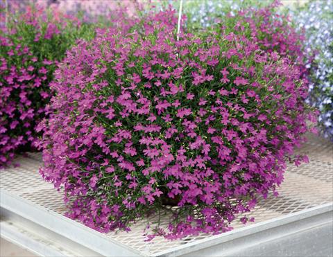 foto van een variëteit aan bloemen, te gebruiken als: Potplant, patioplant, korfplant Lobelia Purple Star