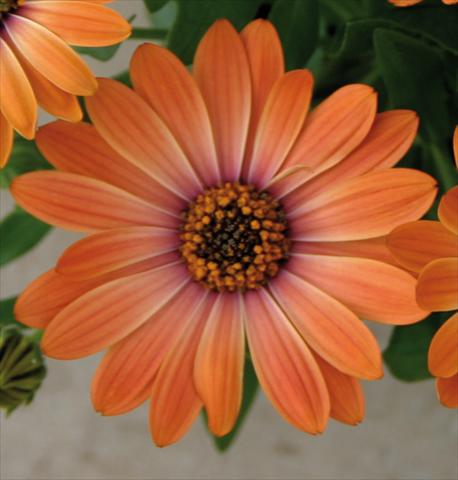 foto van een variëteit aan bloemen, te gebruiken als: Pot - en perkplant Osteospermum Astra™ Orange Sunrise