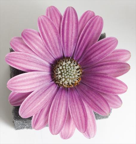 foto van een variëteit aan bloemen, te gebruiken als: Pot - en perkplant Osteospermum Astra™ Rose with Eye