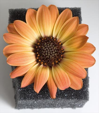 foto van een variëteit aan bloemen, te gebruiken als: Pot - en perkplant Osteospermum Astra™ Yellow Apricot