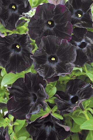 foto van een variëteit aan bloemen, te gebruiken als: Potplant, patioplant, korfplant Petunia Mystical Black Velvet