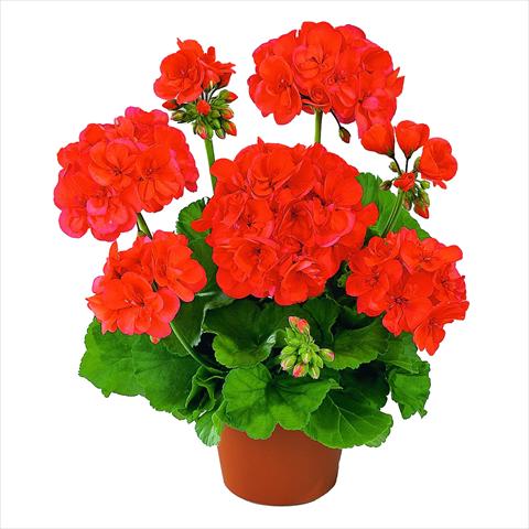 foto van een variëteit aan bloemen, te gebruiken als: Pot Pelargonium zonale RED FOX Green Series Nobila