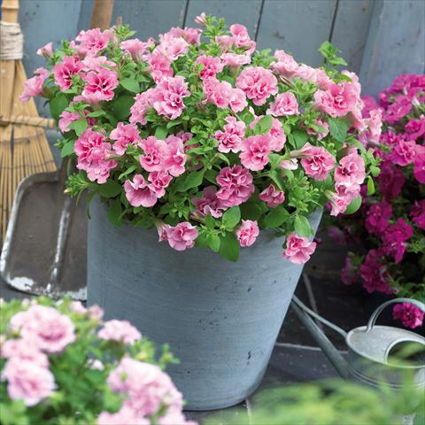 foto van een variëteit aan bloemen, te gebruiken als: Potplant, patioplant, korfplant Petunia Viva® Double Pink