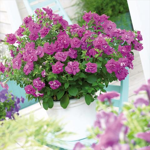 foto van een variëteit aan bloemen, te gebruiken als: Potplant, patioplant, korfplant Petunia Viva® Double Purple