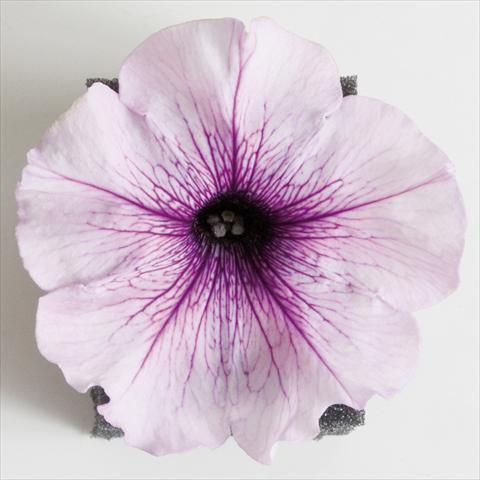 foto van een variëteit aan bloemen, te gebruiken als: Potplant, patioplant, korfplant Petunia Viva® Lilac Vein