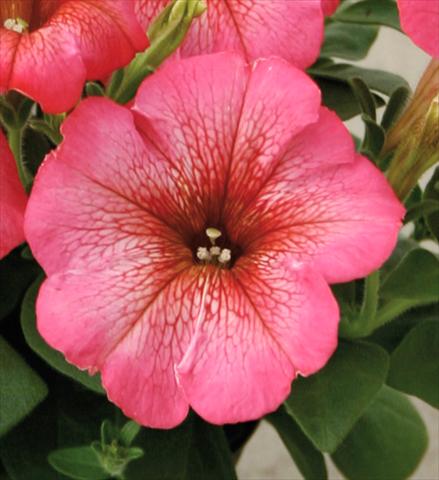 foto van een variëteit aan bloemen, te gebruiken als: Potplant, patioplant, korfplant Petunia Viva® Rose Blush