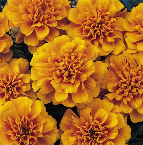 foto van een variëteit aan bloemen, te gebruiken als: Pot - en perkplant Tagetes patula Nana Bonanza Orange
