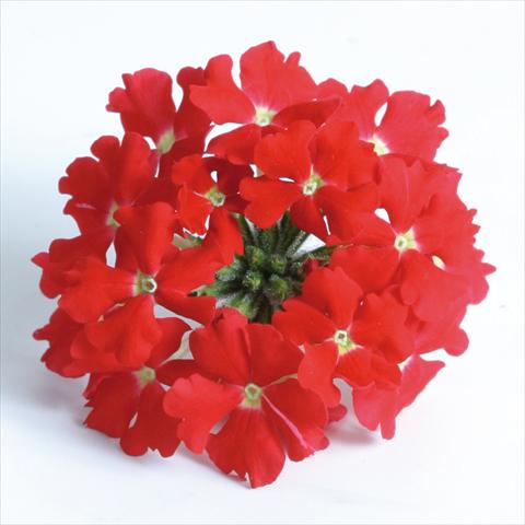 foto van een variëteit aan bloemen, te gebruiken als: Potplant, patioplant, korfplant Verbena Venturi™ Scarlet