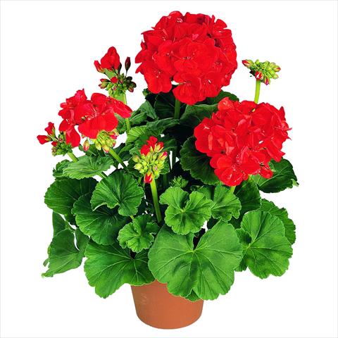 foto van een variëteit aan bloemen, te gebruiken als: Pot Pelargonium zonale RED FOX Green Series Präludium