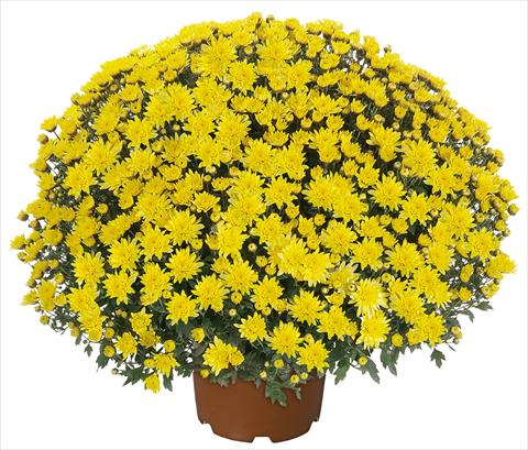 foto van een variëteit aan bloemen, te gebruiken als: Pot - en perkplant Chrysanthemum multiflora Pamplona Jogger Yellow