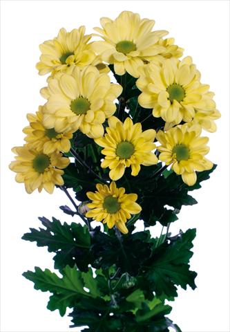 foto van een variëteit aan bloemen, te gebruiken als: Pot - en perkplant Chrysanthemum Bacardi Cream