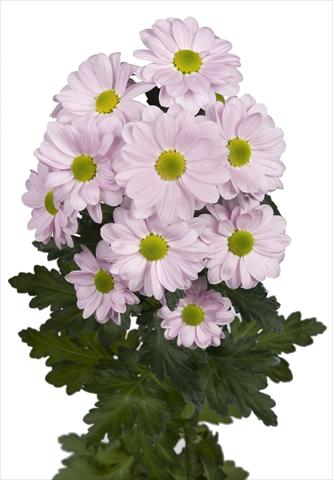 foto van een variëteit aan bloemen, te gebruiken als: Pot - en perkplant Chrysanthemum Bacardi Pearl