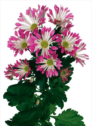 foto van een variëteit aan bloemen, te gebruiken als: Pot - en perkplant Chrysanthemum Dance
