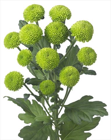 foto van een variëteit aan bloemen, te gebruiken als: Pot - en perkplant Chrysanthemum Feeling Green Dark
