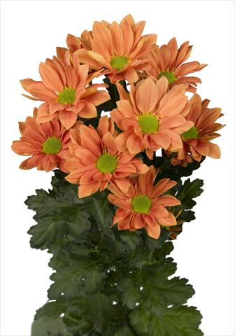 foto van een variëteit aan bloemen, te gebruiken als: Pot - en perkplant Chrysanthemum Grand Orange