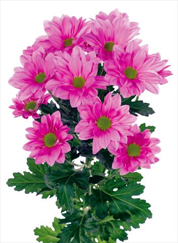 foto van een variëteit aan bloemen, te gebruiken als: Pot - en perkplant Chrysanthemum Grand Pink