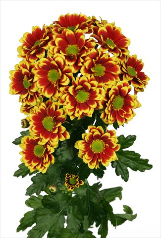 foto van een variëteit aan bloemen, te gebruiken als: Pot - en perkplant Chrysanthemum Raisa