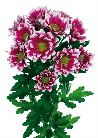 foto van een variëteit aan bloemen, te gebruiken als: Pot - en perkplant Chrysanthemum Soundtrack