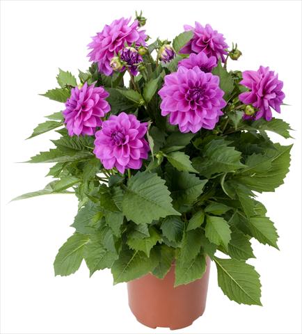 foto van een variëteit aan bloemen, te gebruiken als: Pot - en perkplant Dahlia Dahlinova Hypnotica® Lavender