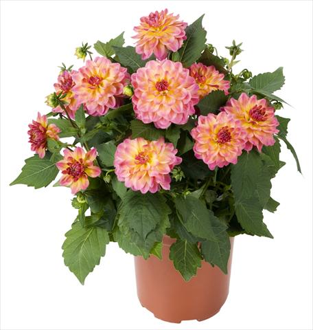 foto van een variëteit aan bloemen, te gebruiken als: Pot - en perkplant Dahlia Dahlinova Hypnotica® Rose Bicolor