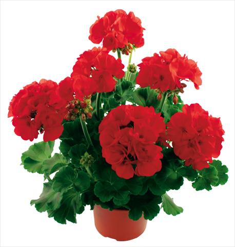 foto van een variëteit aan bloemen, te gebruiken als: Pot Pelargonium zonale Summer Idols® True Red