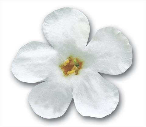 foto van een variëteit aan bloemen, te gebruiken als: Potplant, patioplant, korfplant Bacopa (Sutera cordata) Secrets® XXL White