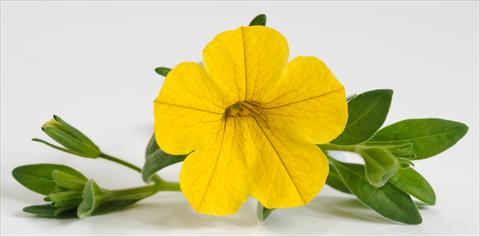 foto van een variëteit aan bloemen, te gebruiken als: Potplant, patioplant, korfplant Calibrachoa Caloha Yellow