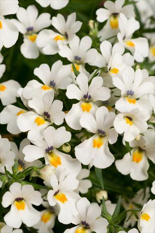 foto van een variëteit aan bloemen, te gebruiken als: Potplant, patioplant, korfplant Nemesia Spicy Snow White