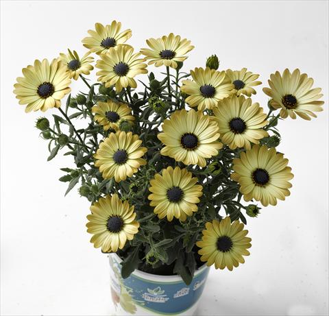 photo of flower to be used as: Pot and bedding Osteospermum Astra Yellow Apricot