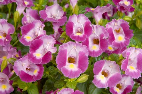 foto van een variëteit aan bloemen, te gebruiken als: Potplant, patioplant, korfplant Torenia Lovely Punky Violet